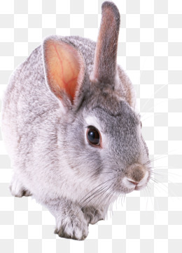 заяц-беляк скачать бесплатно - Холланд Лоп Мини Лоп Кролик - Кролик изображения PNG