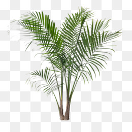 Finikovaya Palma Skachat Besplatno Azii Palmira Palmy Arecaceae Palmy Serenoa Palmovaya Vetv Palmovyh Listyah Rukopis Finikovaya Palma