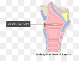 Голосовые связки рисунок