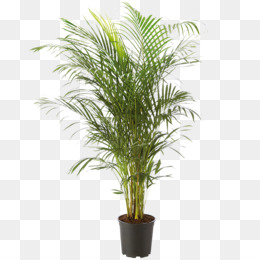 Dypsis Skachat Besplatno Arekovaya Palma Komnatnoe Rastenie Cvetochnyj Gorshok Korobku Cvetka Beshrebetnyj Yukki Dypsis Lyutescens